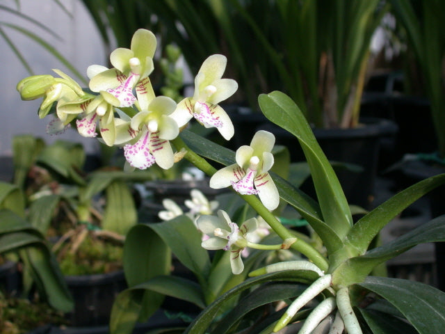 Sedirea japonica x sib