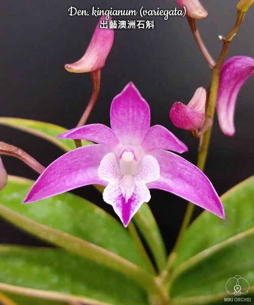 Dendrobium kingianum (variegata) variegated