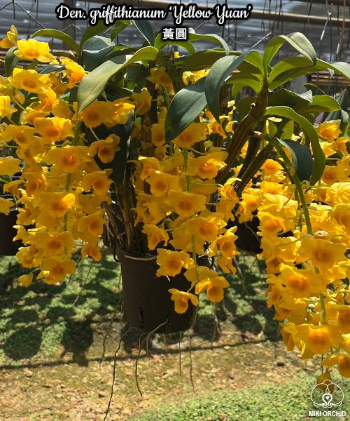 Dendrobium griffithianum 'Yellow Yuan'