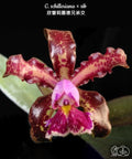 Cattleya schilleriana x sib [Bareroot]