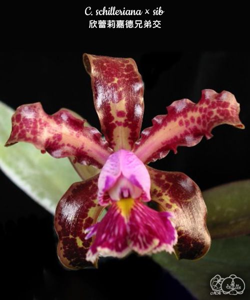Cattleya schilleriana x sib [Bareroot]