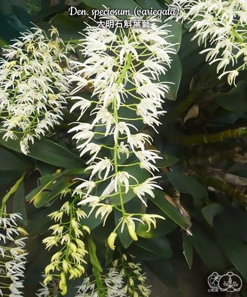 Dendrobium speciosum (variegata) variegated