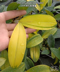 Dendrobium speciosum (variegata) variegated
