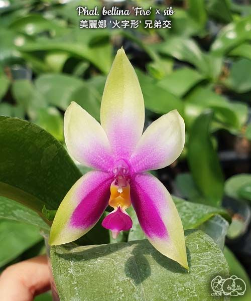 Phalaenopsis bellina 'Fire' x sib