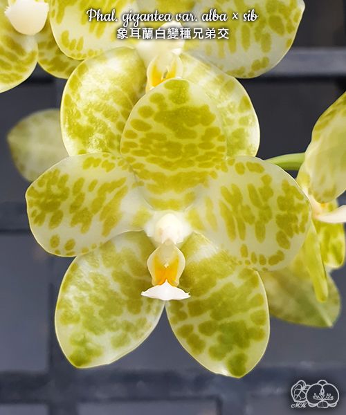 Phalaenopsis gigantea var. alba x sib