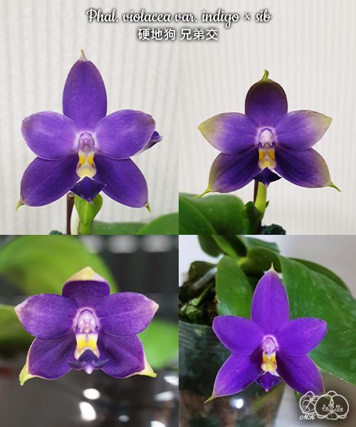 Phalaenopsis violacea var. indigo x sib