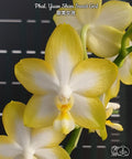 Phalaenopsis Yuan Shan Sweet Girl