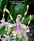 Dendrobium helix x Doctor Uthai