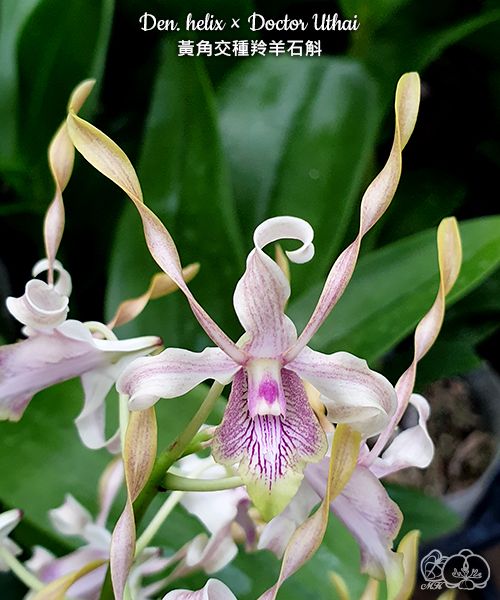 Dendrobium helix x Doctor Uthai