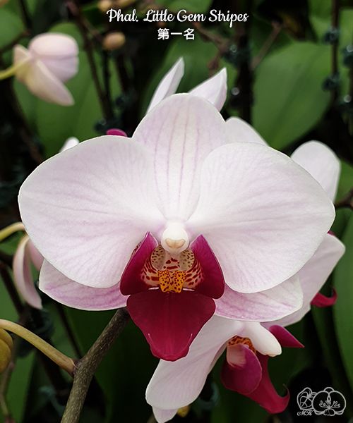 Phalaenopsis Little Gem Stripes