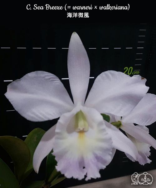 Cattleya Sea Breeze (= warneri x walkeriana)