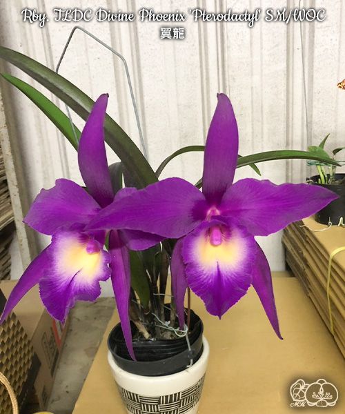 Rhynchobrassoleya TLDC Divine Phoenix 'Pterodactyl' SM/WOC