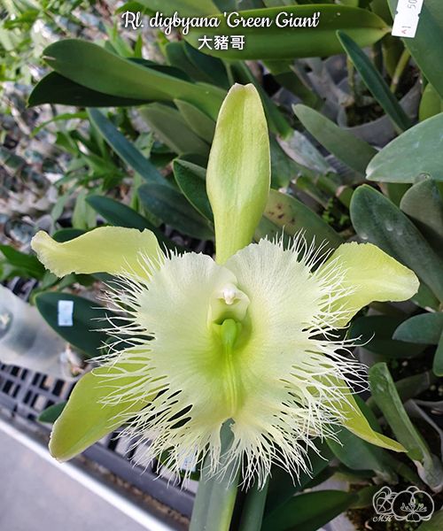 Rhyncholaelia digbyana 'Green Giant' FCC/AOS
