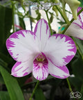 Dendrobium Enobi Purple 'Splash' AM/AOS