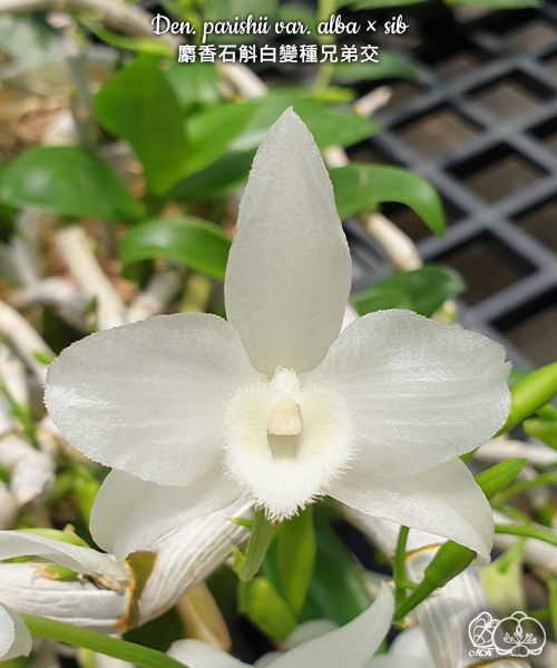 Dendrobium parishii var. alba x sib