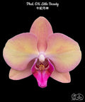 Phalaenopsis OX Little Beauty