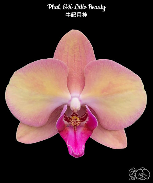 Phalaenopsis OX Little Beauty