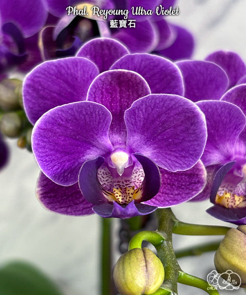 Phalaenopsis Reyoung Ultra Violet