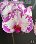 Phalaenopsis Champion Lightning 'Neon'