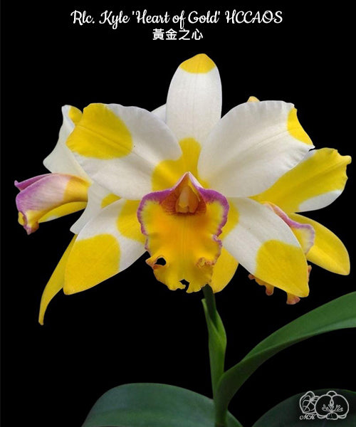 Rhyncholaeliocattleya Kyle 'Heart of Gold' HCC/AOS [Bareroot]