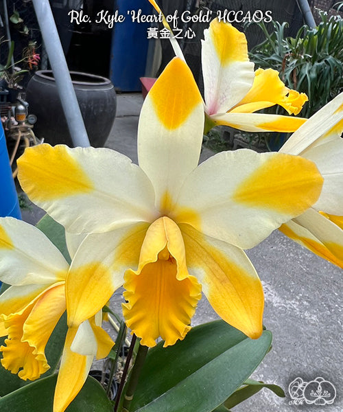 Rhyncholaeliocattleya Kyle 'Heart of Gold' HCC/AOS [Bareroot]