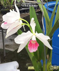 Cattleya(Laelia) purpurata var. carnea [Bareroot]