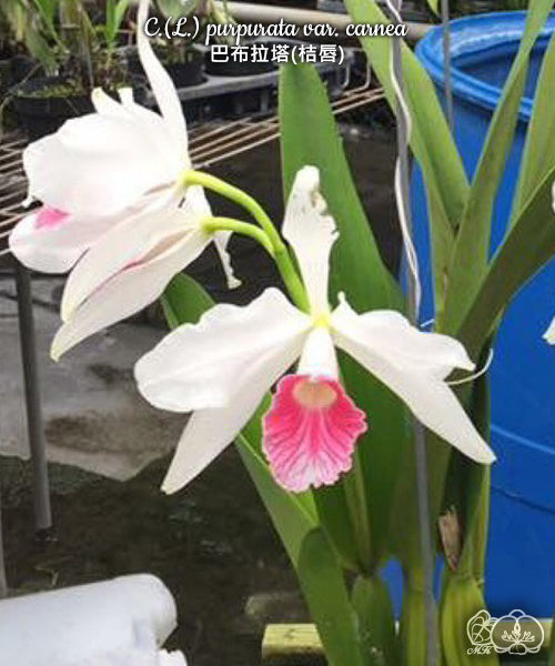 Cattleya(Laelia) purpurata var. carnea [Bareroot]