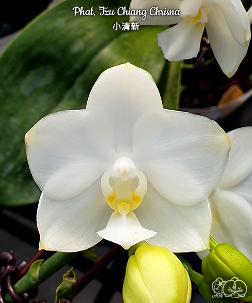 Phalaenopsis Tzu Chiang Chrisna [IN SPIKE]