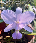 Cattleya walkeriana var. coerulea 'Edward' SM/JOS [Bareroot]
