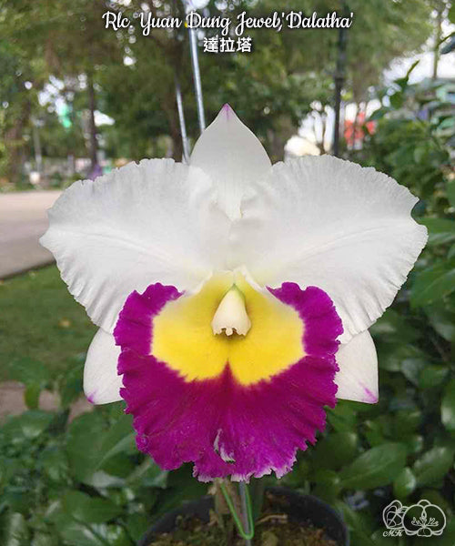 Rhyncholaeliocattleya Yuan Dung Jewel 'Dalatha'