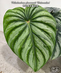 Philodendron plowmanii 'Watermelon'