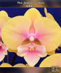 Phalaenopsis Jincheng sweetheart