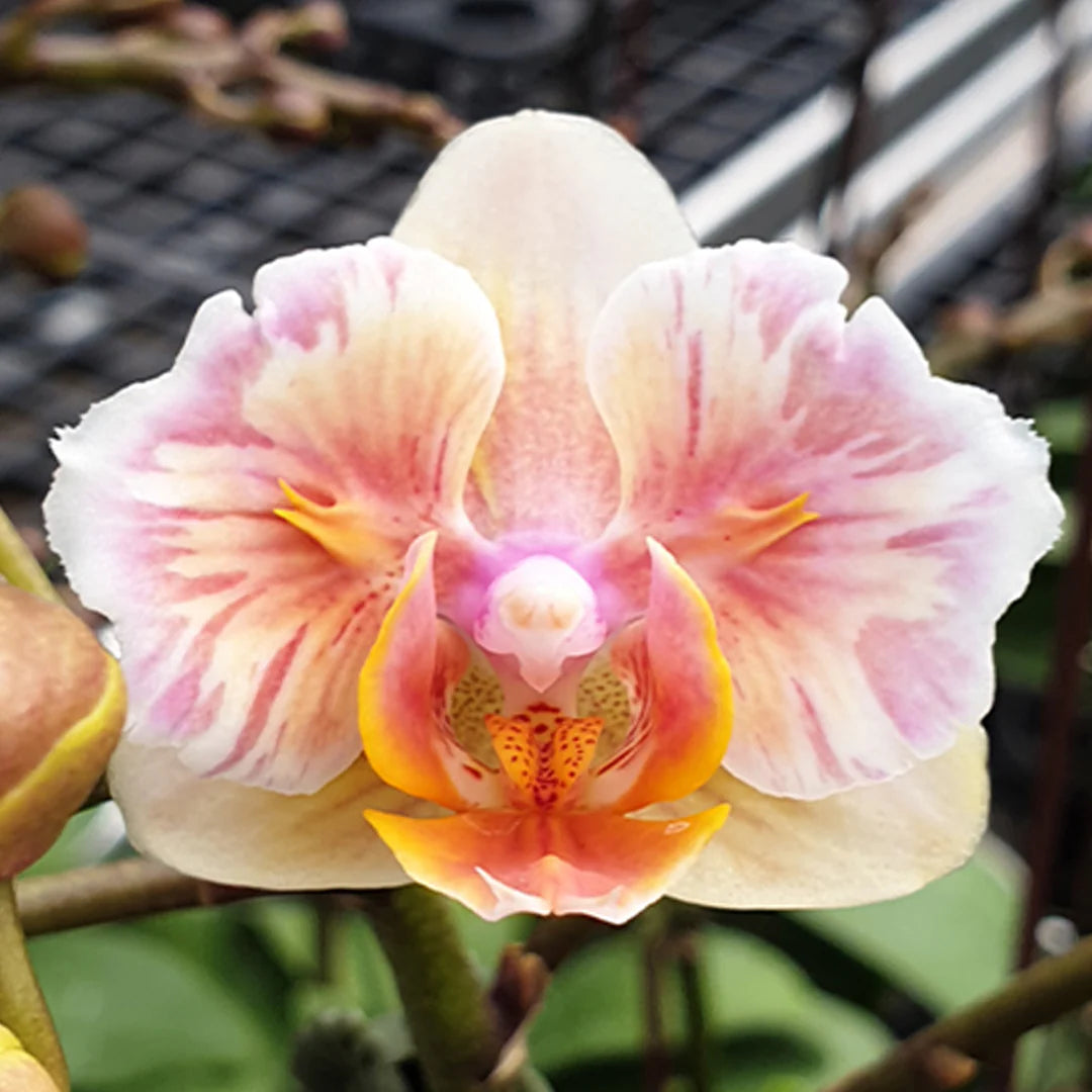 Phalaenopsis Yellow Shine Girl [IN SPIKE!]