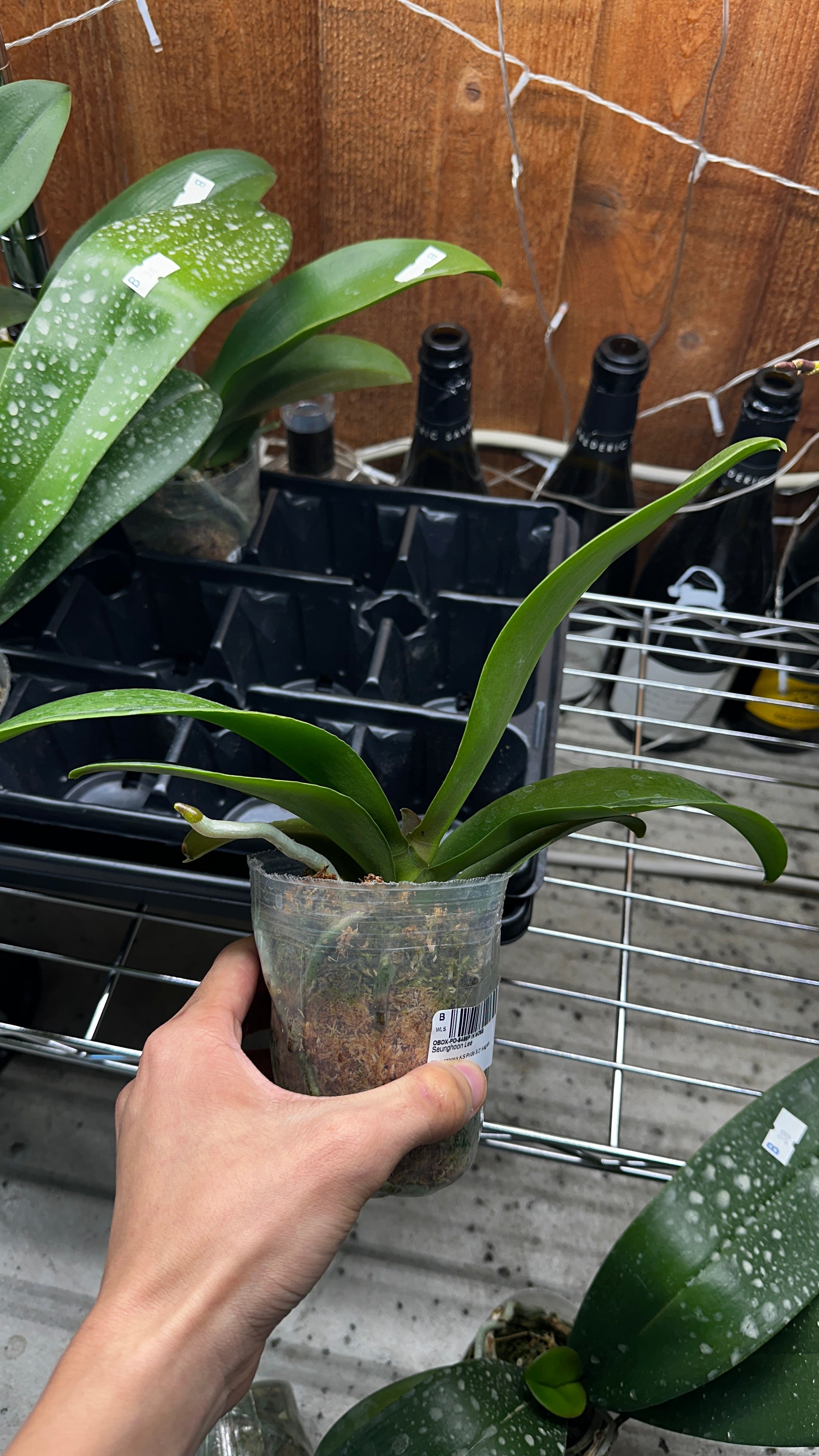 Phalaenopsis KS Pride