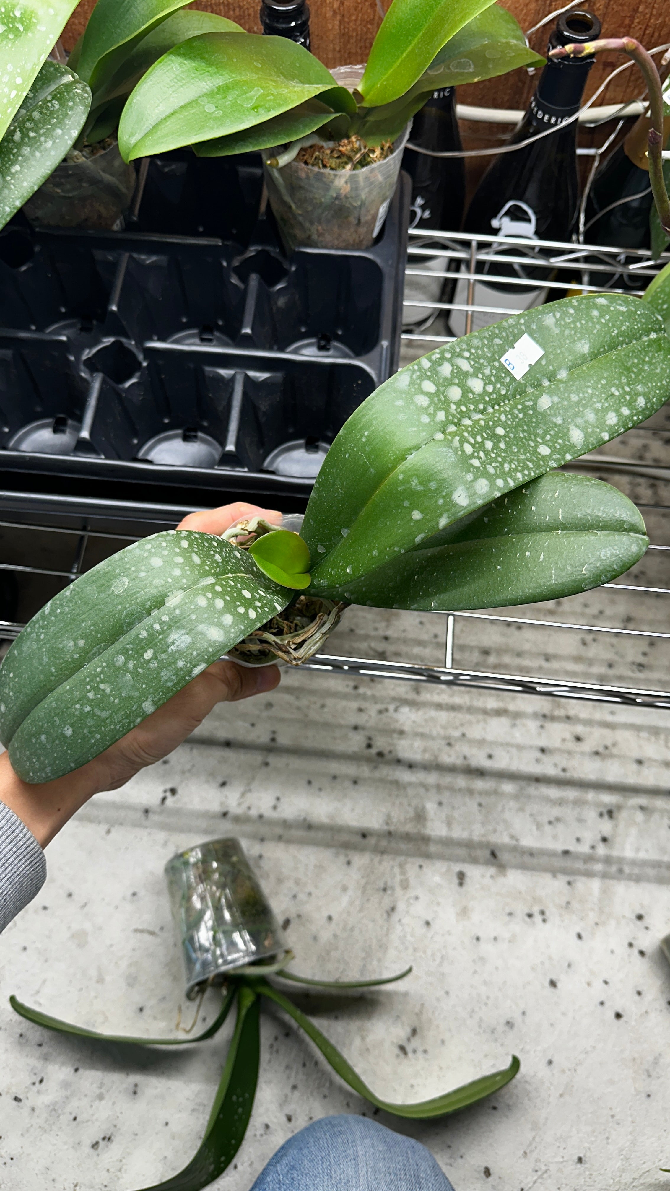 Phalaenopsis OX Luna Rosa '3066' [IN SPIKE!]