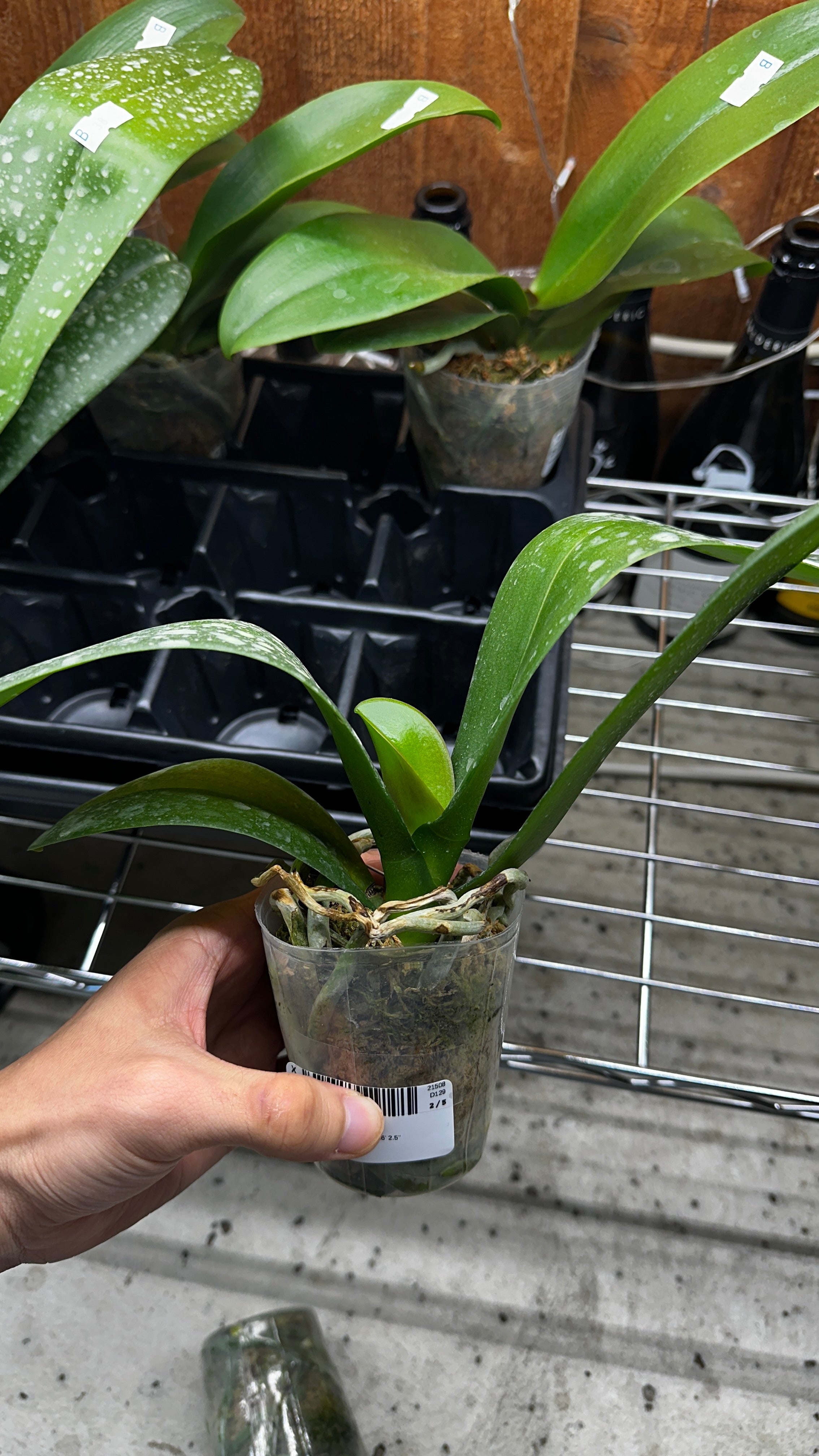 Phalaenopsis OX Luna Rosa '3066' [IN SPIKE!]