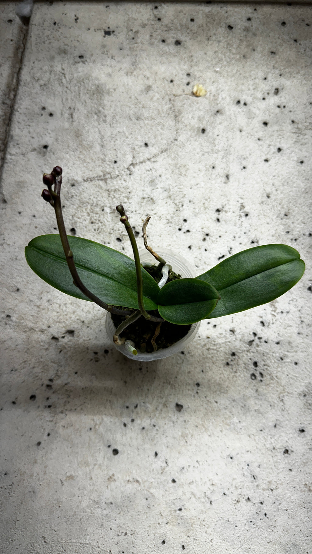Phalaenopsis Yellow Shine Girl [IN SPIKE!]