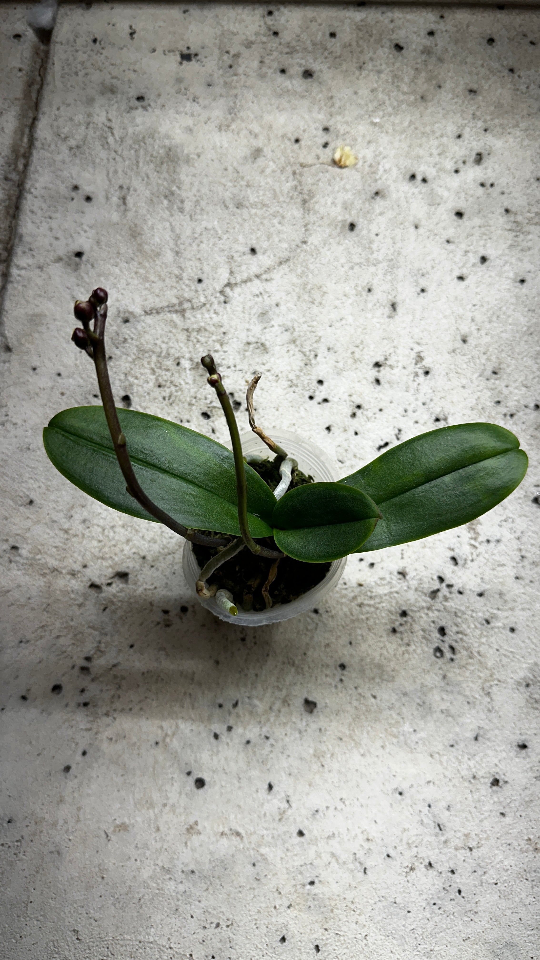 Phalaenopsis Yellow Shine Girl [IN SPIKE!]