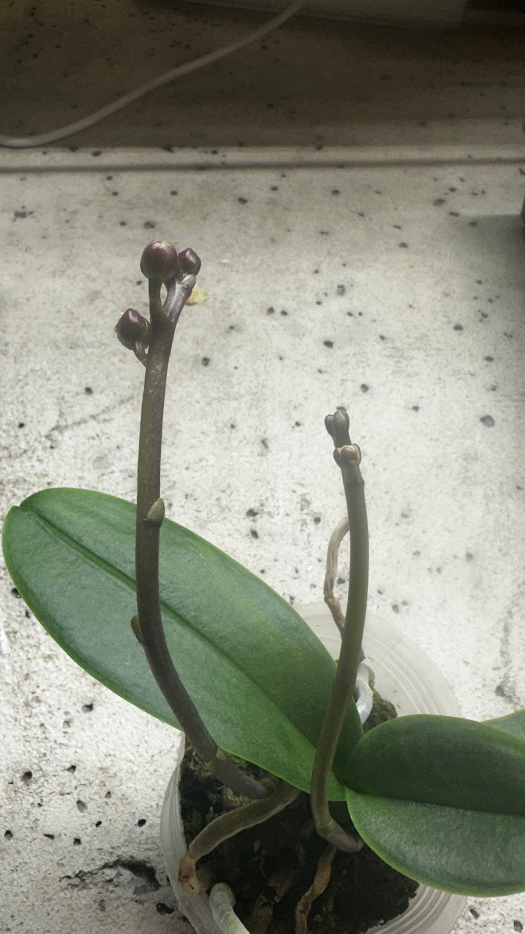 Phalaenopsis Yellow Shine Girl [IN SPIKE!]