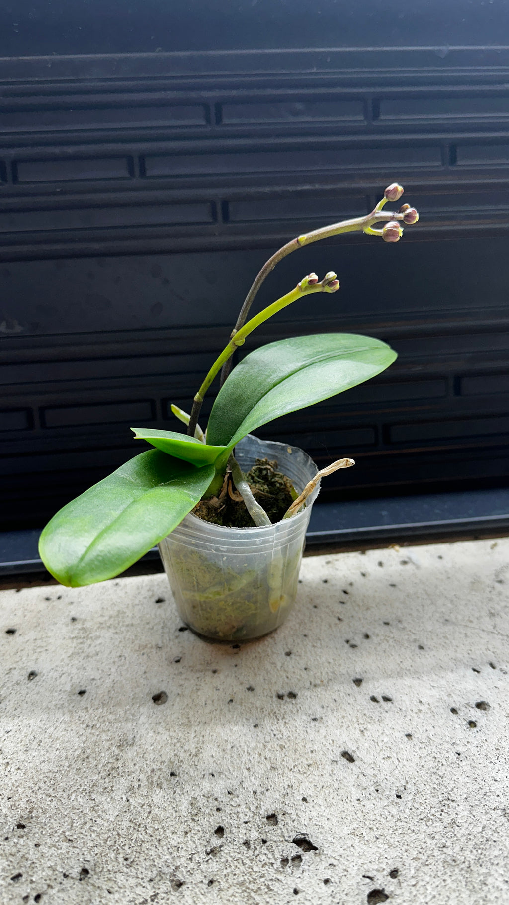 Phalaenopsis Yellow Shine Girl [IN SPIKE!]