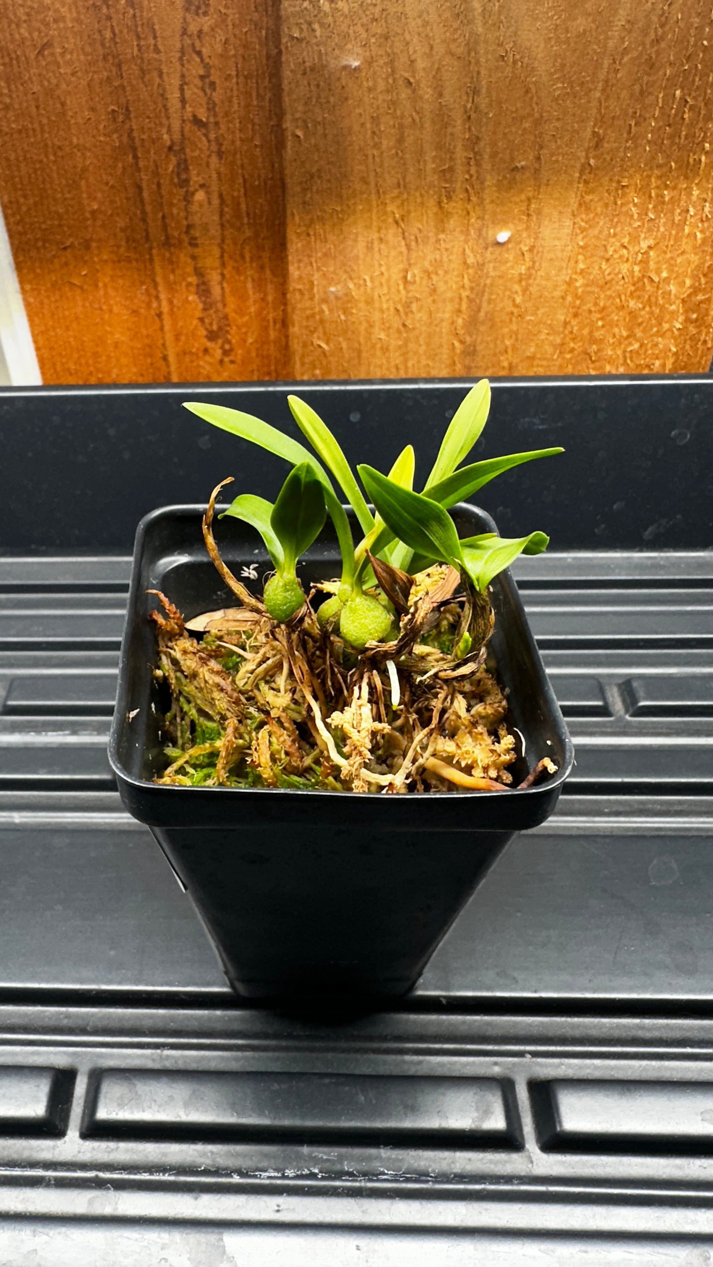 Epidendrum polybulbon × sib [Fragrant]