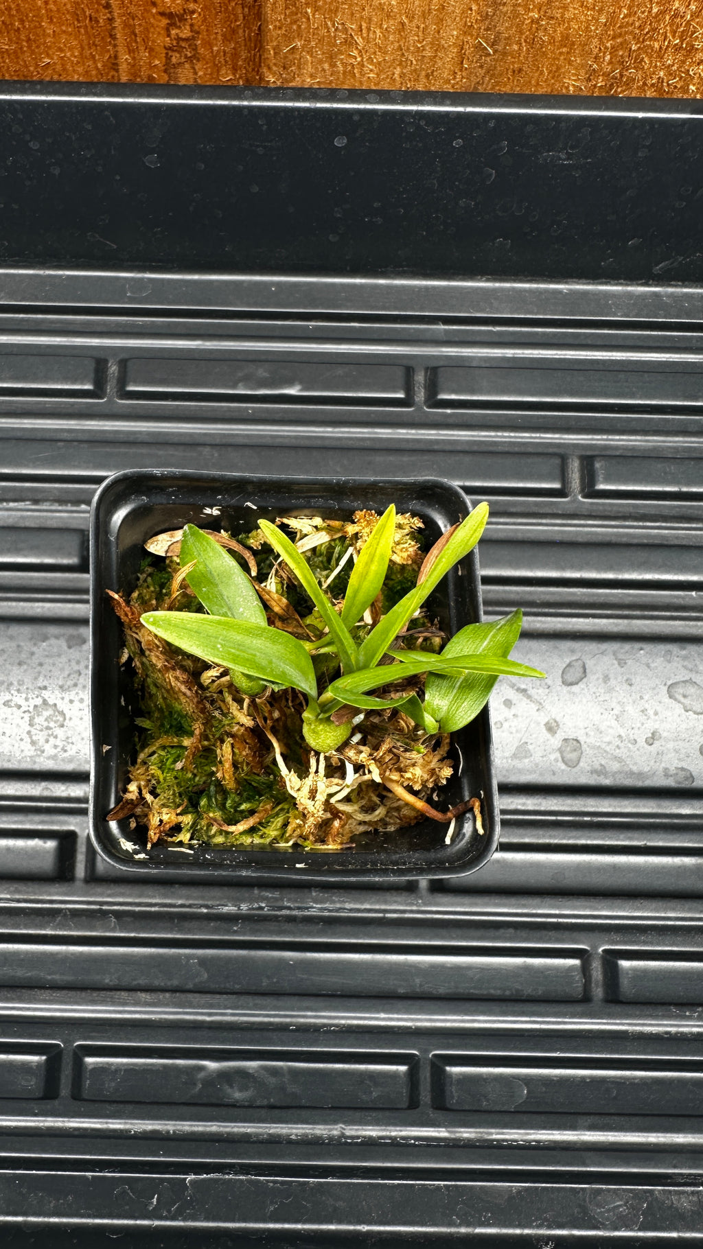 Epidendrum polybulbon × sib [Fragrant]