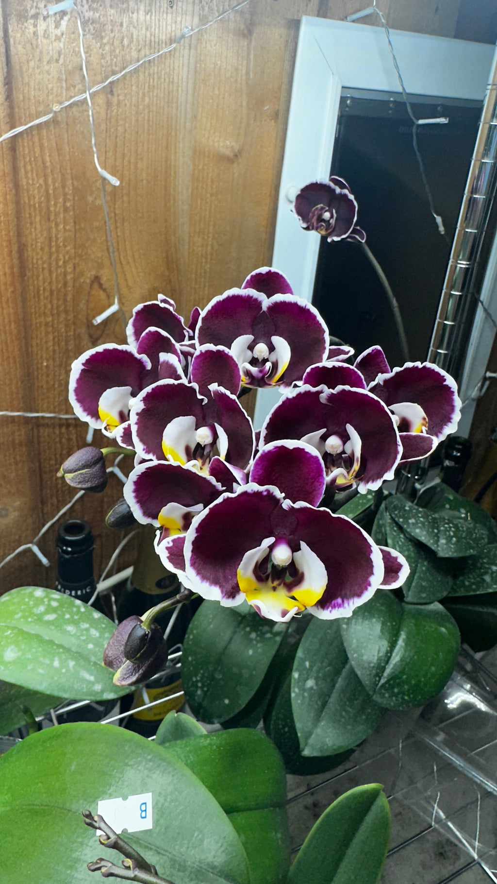 Phalaenopsis Miki Night Beauty '182' [IN SPIKE]