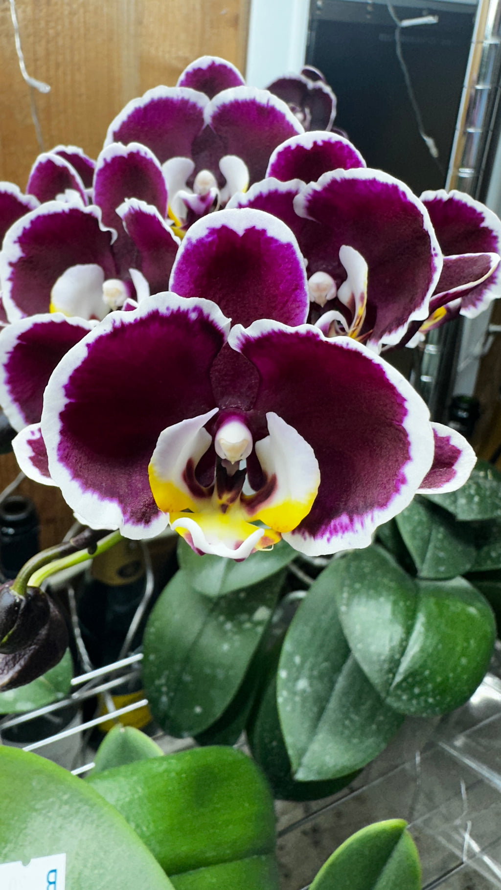 Phalaenopsis Miki Night Beauty '182' [IN SPIKE]