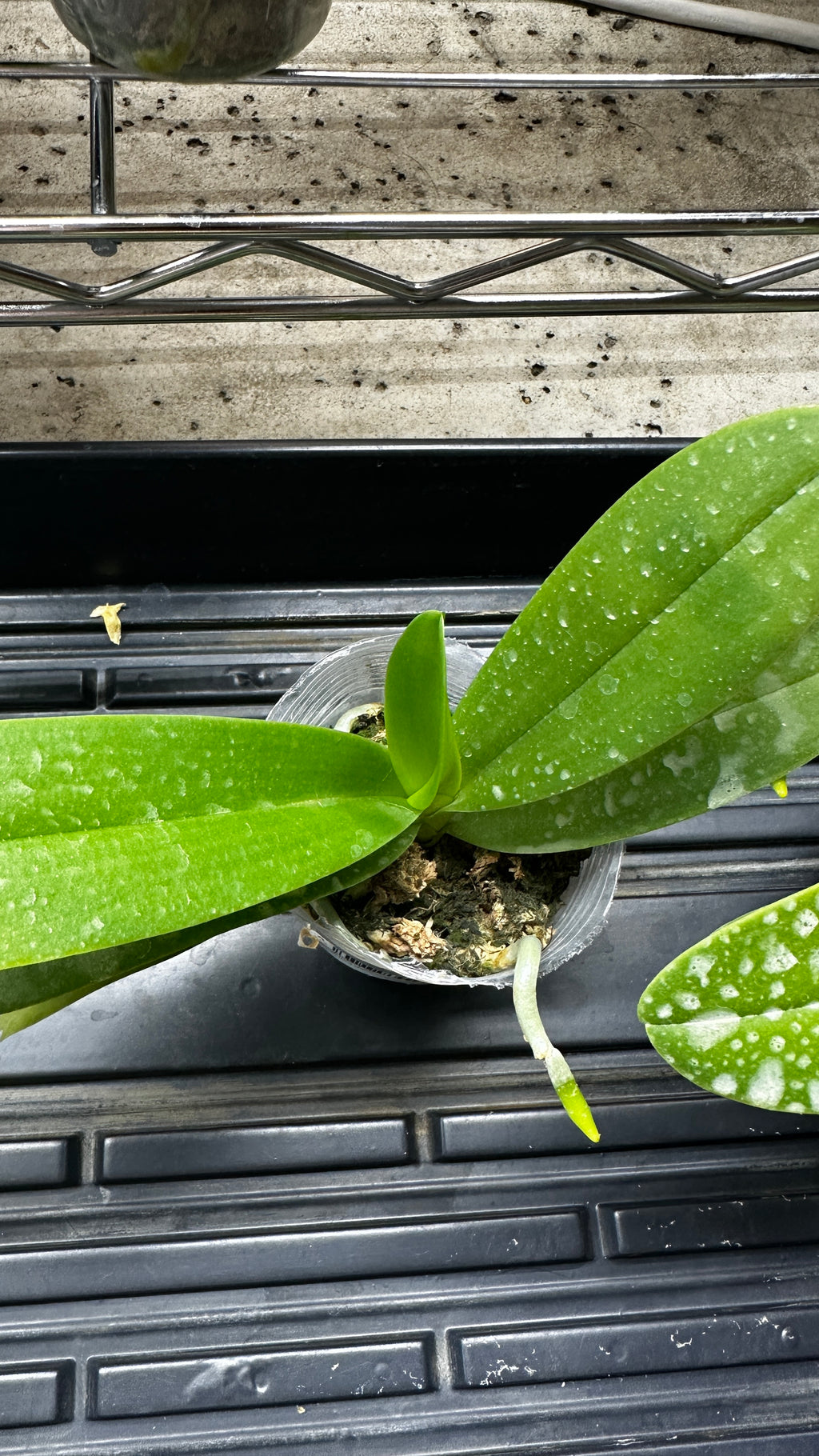 Phalaenopsis Summer Rose 'Blue Star'