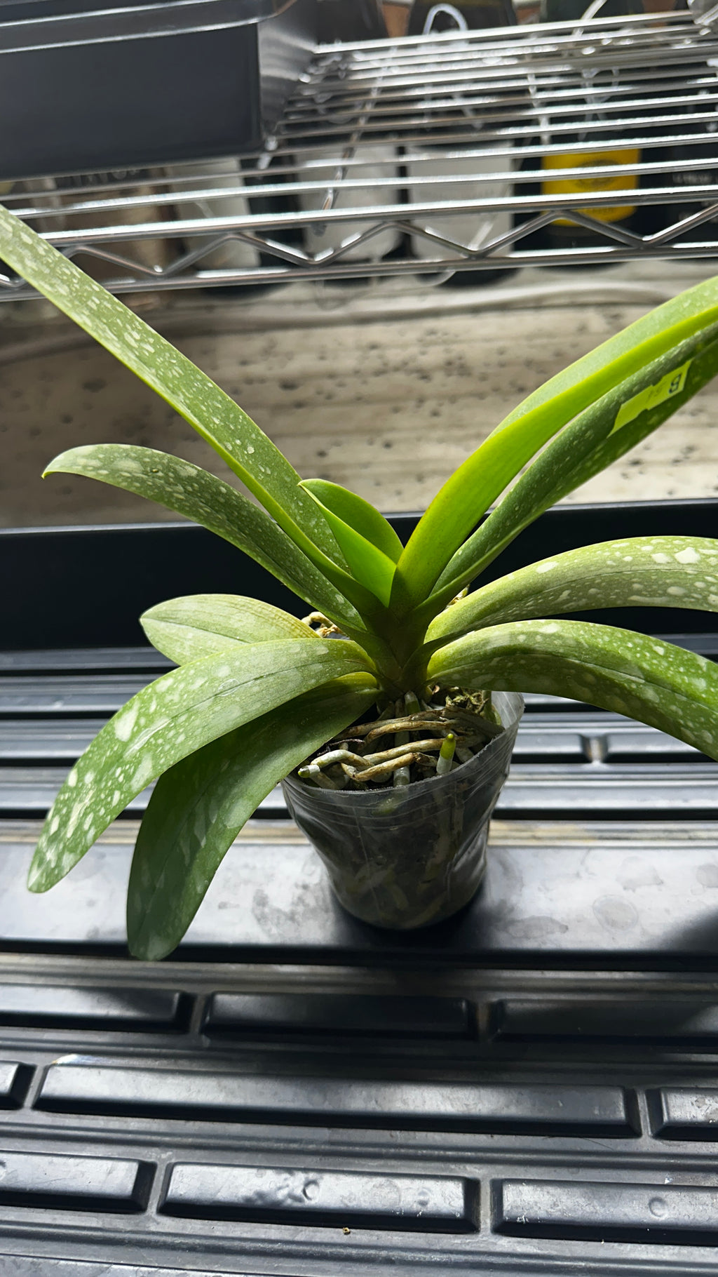 Phalaenopsis Tzu Chiang Sapphire