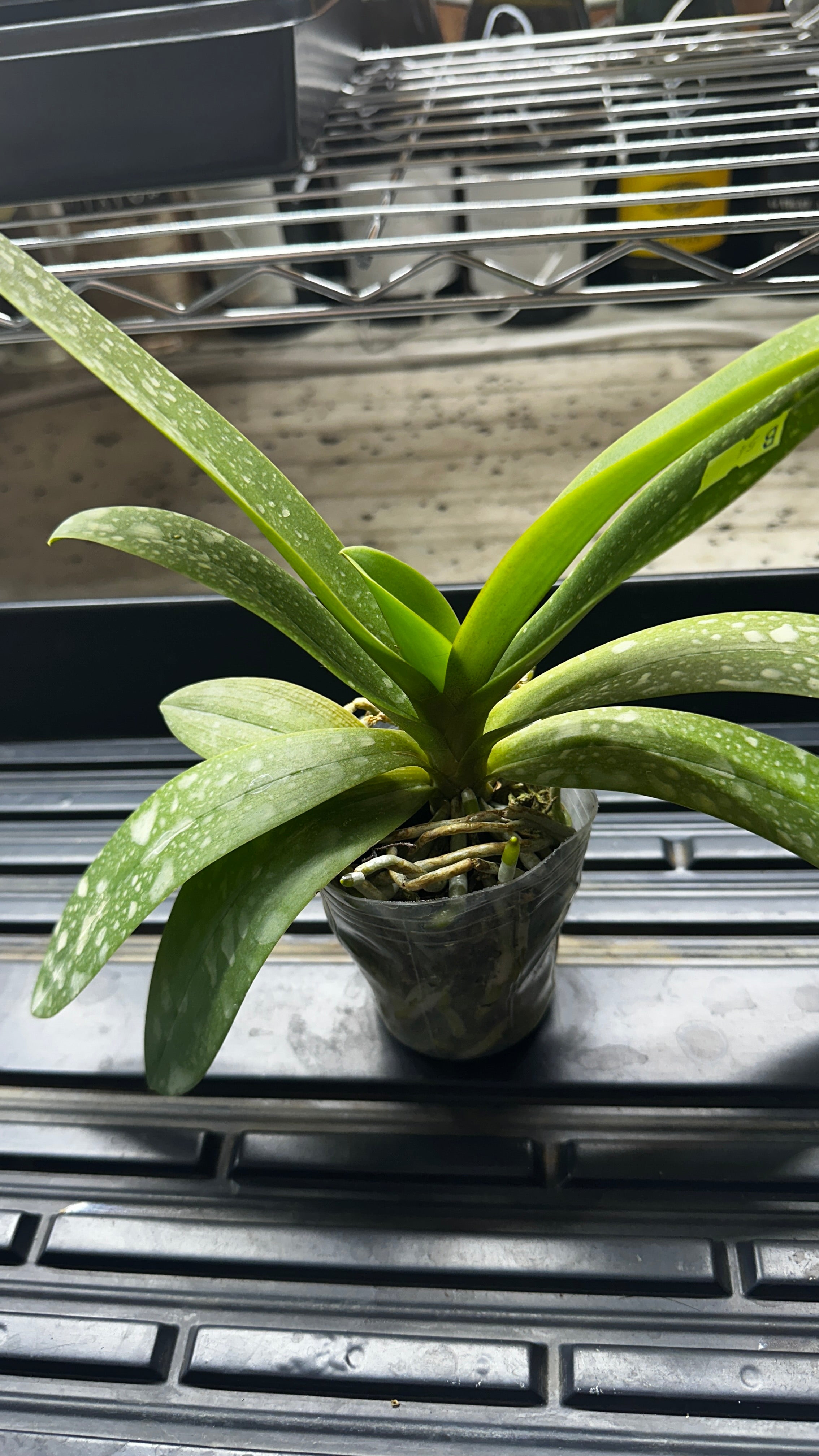 Phalaenopsis Tzu Chiang Sapphire