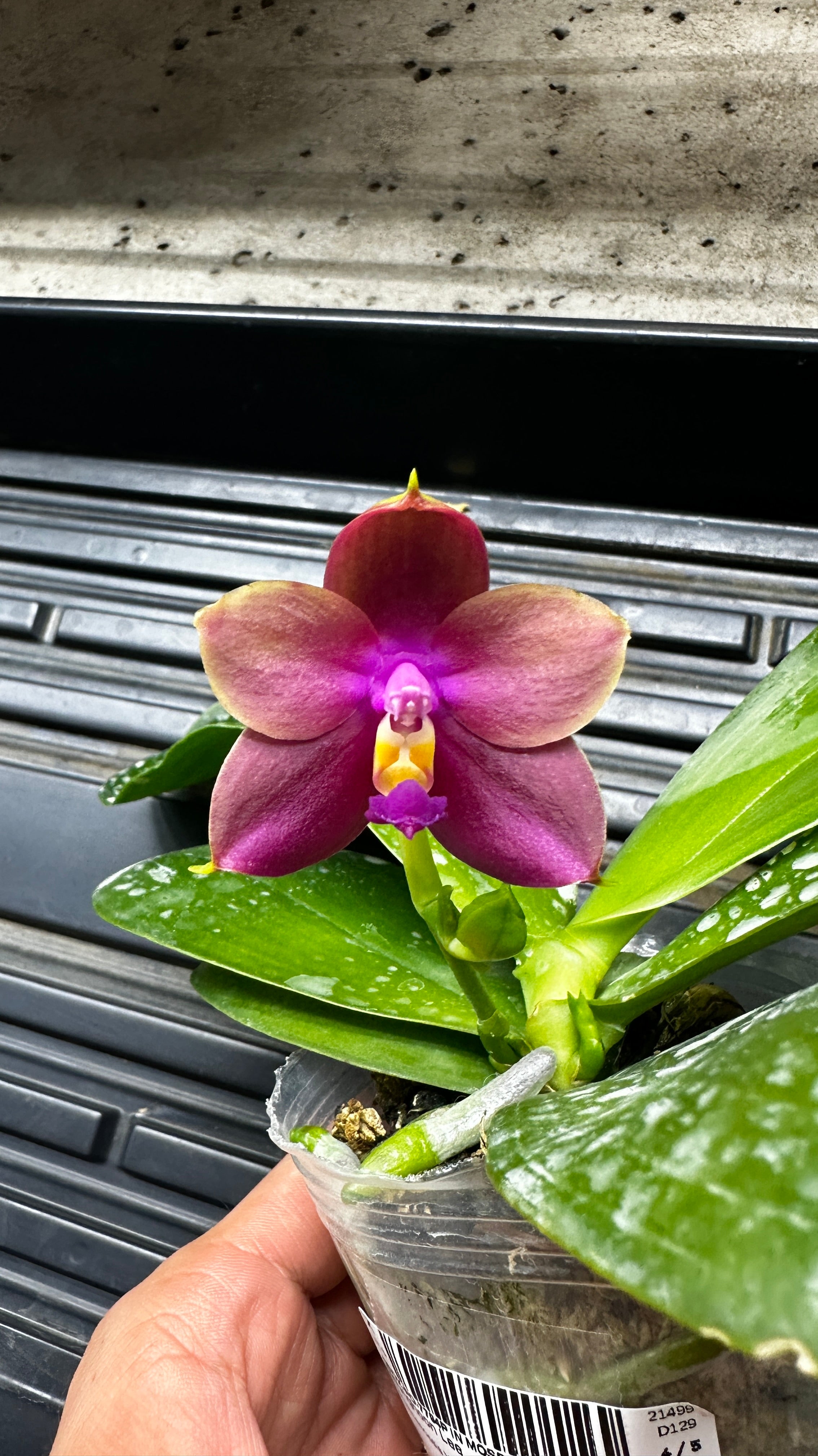 Phalaenopsis Yaphon Bear Sir '634' [IN SPIKE]