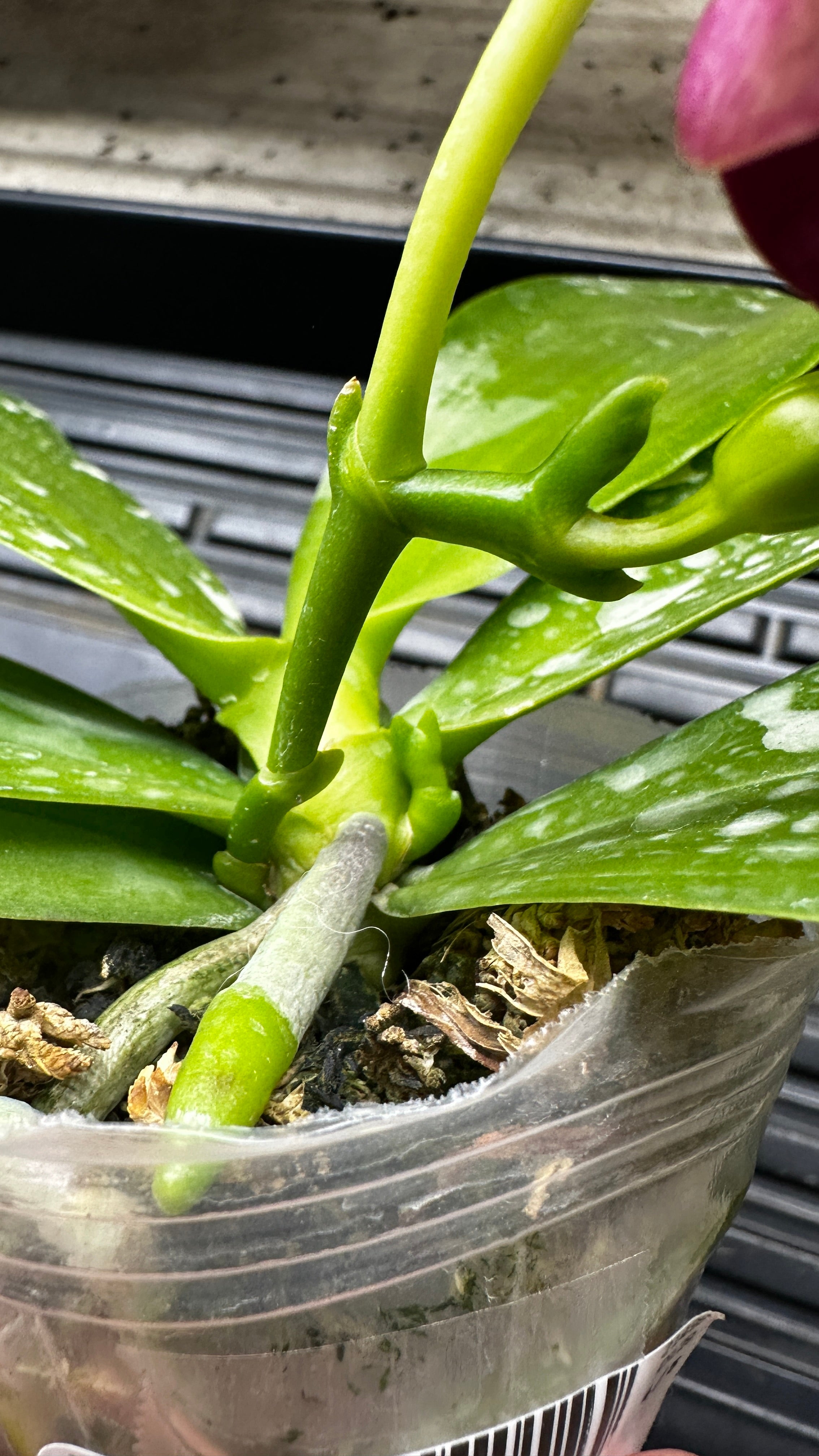 Phalaenopsis Yaphon Bear Sir '634' [IN SPIKE]