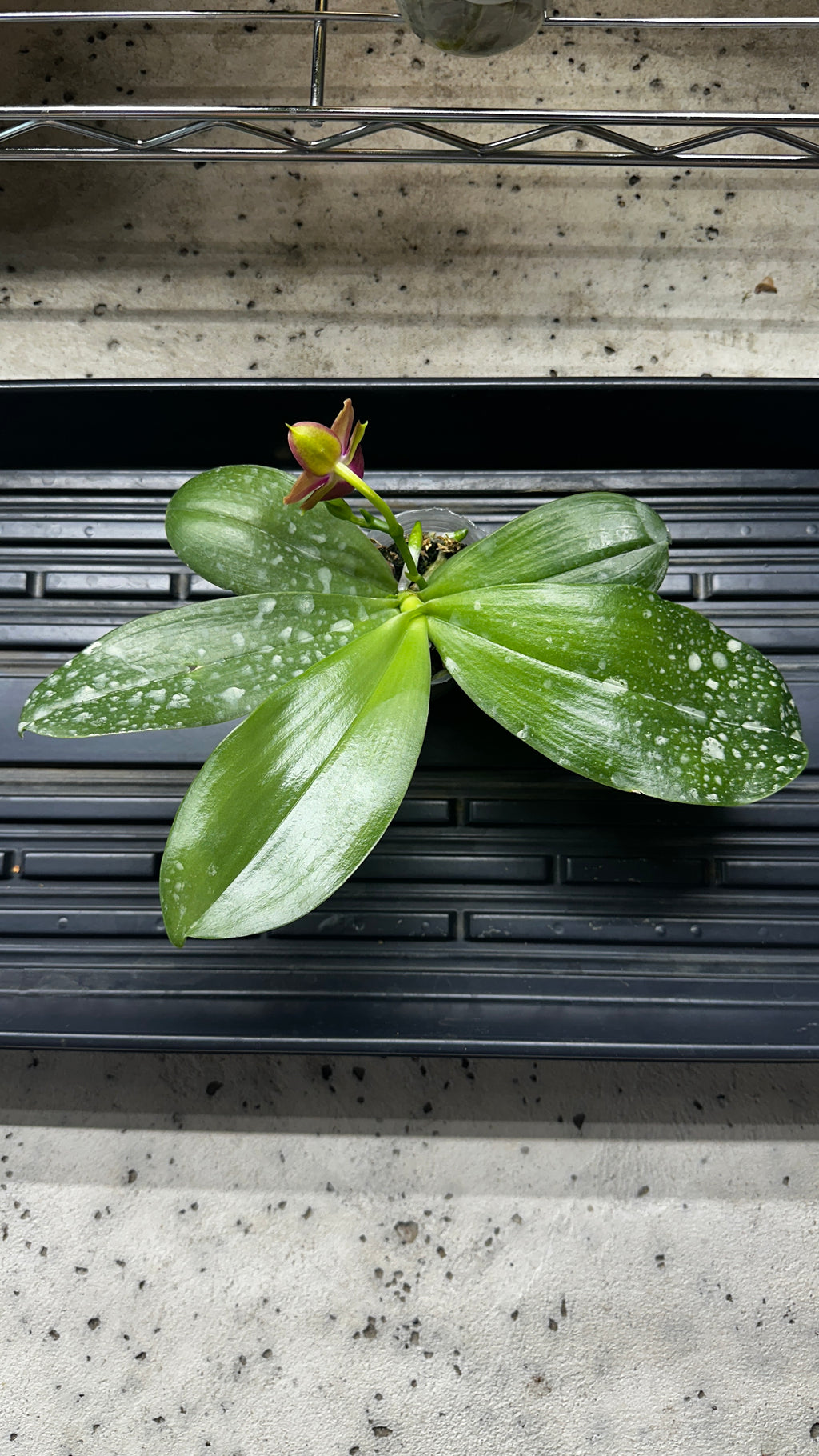 Phalaenopsis Yaphon Bear Sir '634' [IN SPIKE]